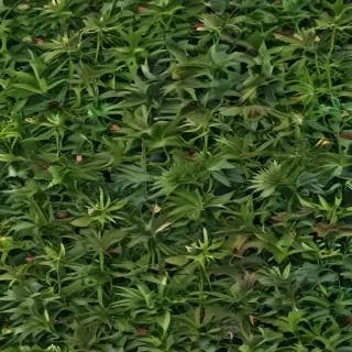 weeds png