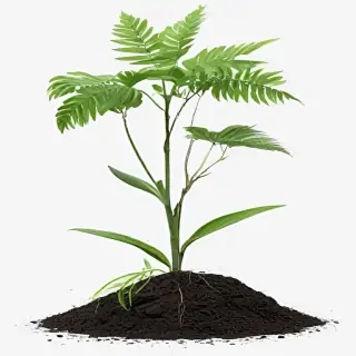 plant png clipart