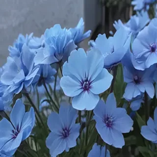 blue flowers aesthetic