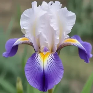 iris flower