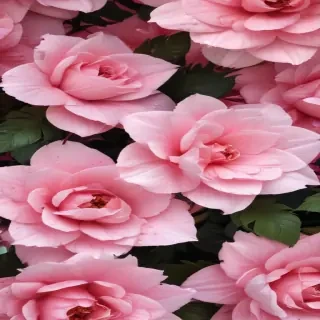 wallpaper pink cute