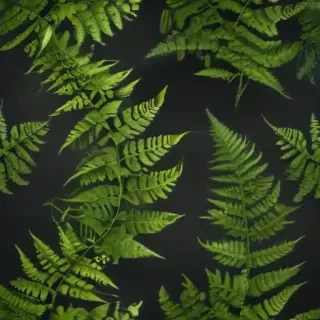 transparent fern png