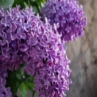 lilac iphone wallpaper