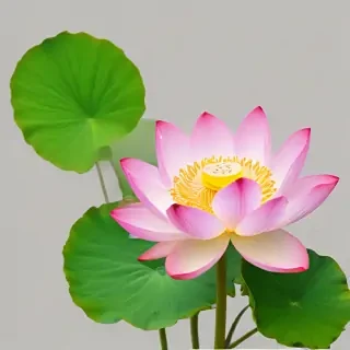 lotus png