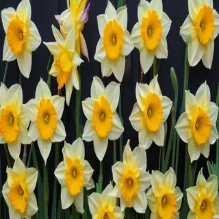 daffodil flower
