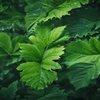 green iphone wallpaper