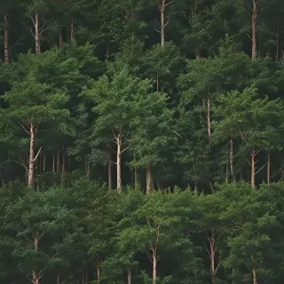 trees background