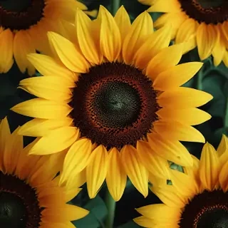 sunflower iphone background