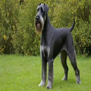 standard schnauzer