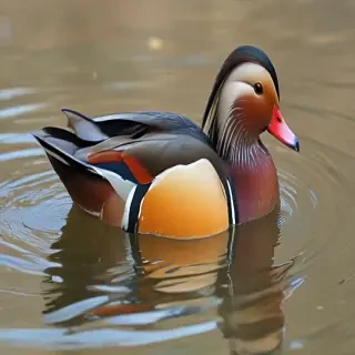 mandarin duck