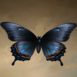 black butterfly