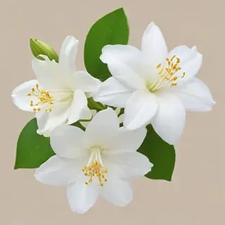 jasmine flower png