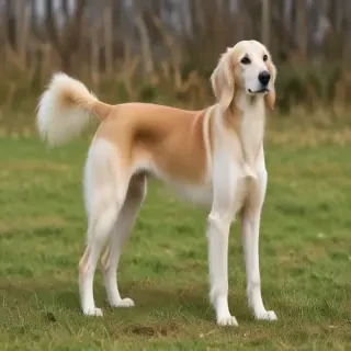 saluki dog breed