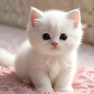 wallpapers of kitties