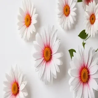 flower white background
