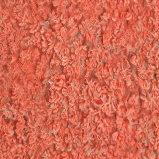 coral color