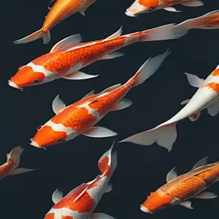 koi fish png