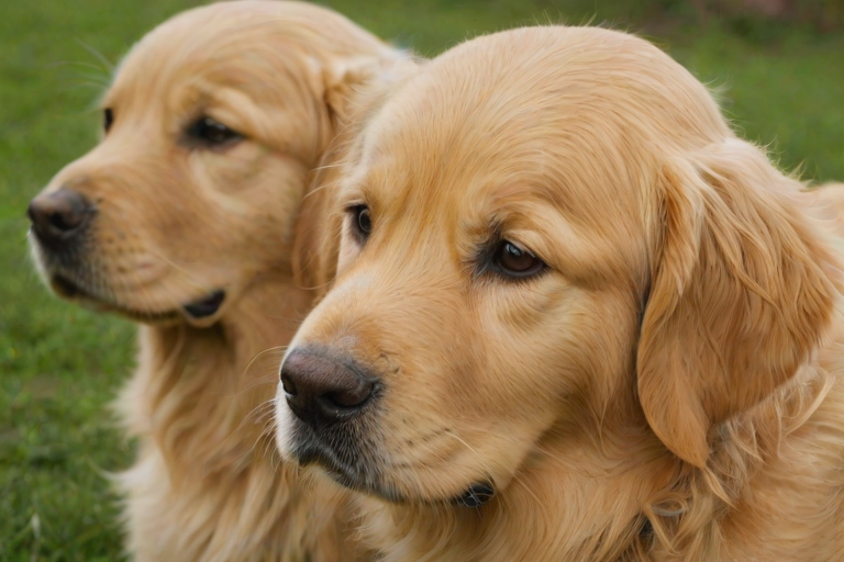 golden retriever