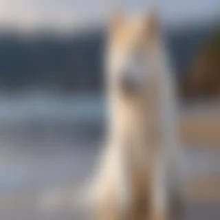 jindo dog breed