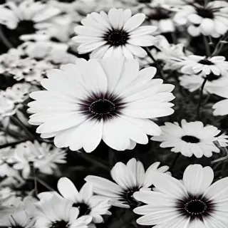 flower images black and white