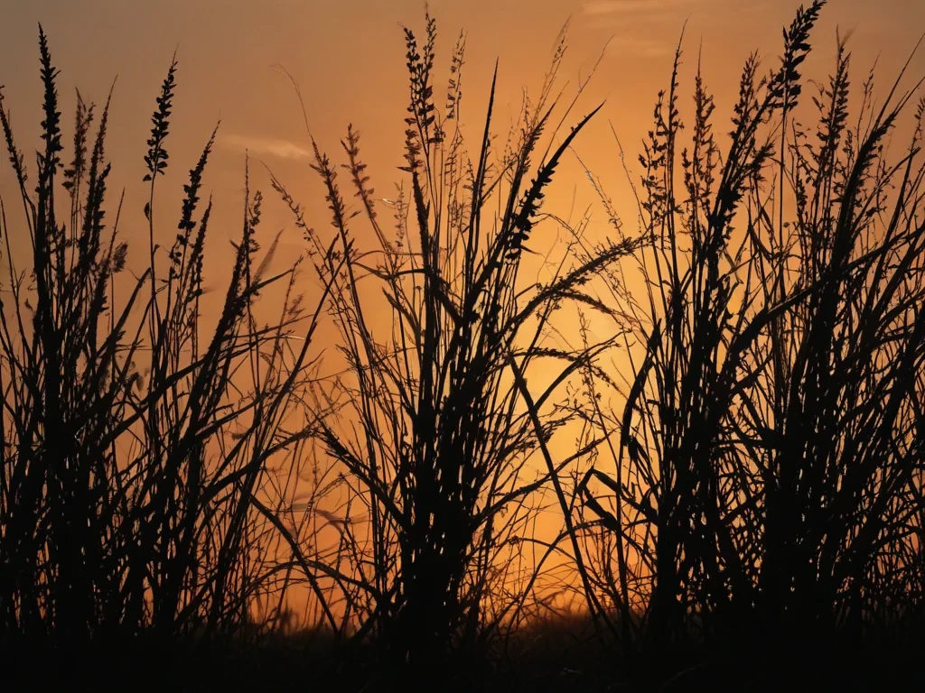 grass silhouette