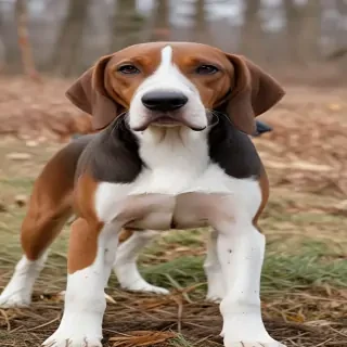 american english coonhound