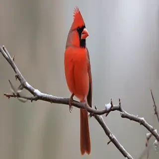 cardinal png