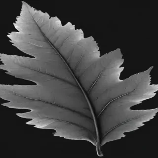 clipart of leaf black and white