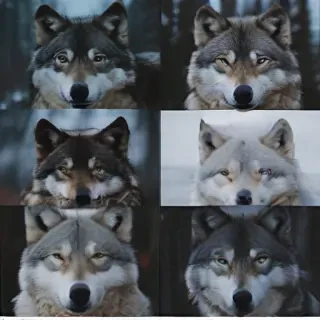 wolf aesthetic