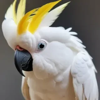 cockatoo