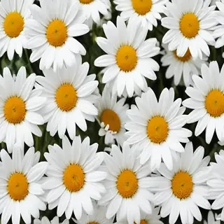 daisy background
