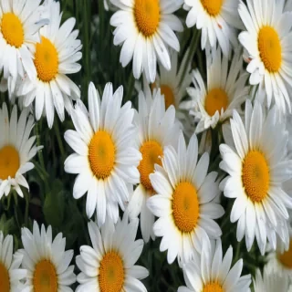 daisy wallpaper iphone