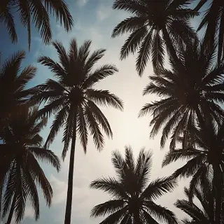 palm tree background