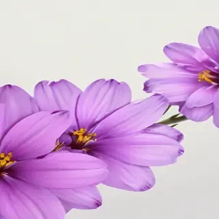 purple flower png