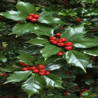 images of holly