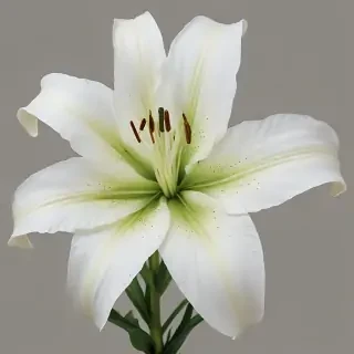 lily flower png