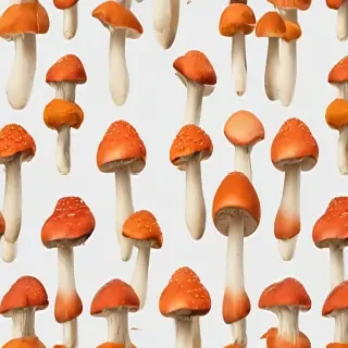 mushroom transparent