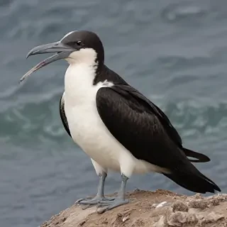 frigate bird