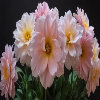 flower line