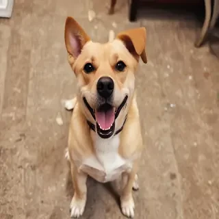 funny dog pictures