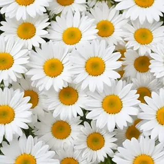 daisy background