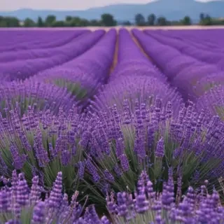 lavender phone background