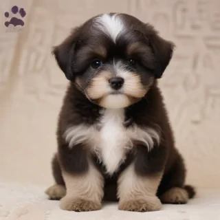 shih poo dog breed