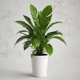 house plant png