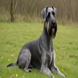 standard schnauzer