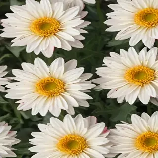 chrysanthemum png