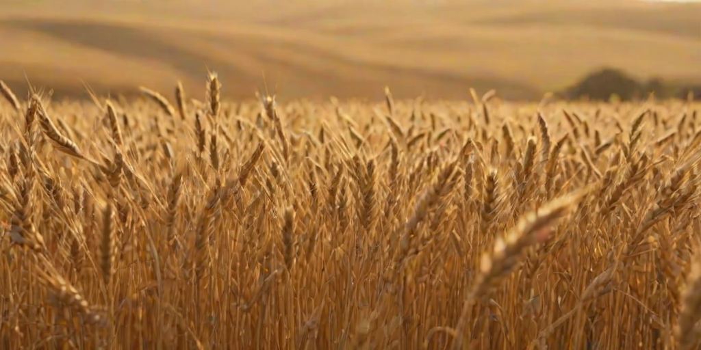Soft-focus image of a golden wheat field swaying gently in the breeze, soft sunlight casting a warm glow over the landscape, with distant hills in the background.