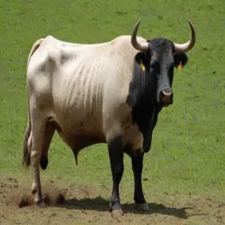 bull pictures