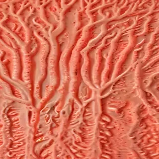 coral color