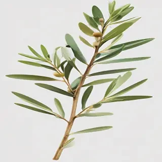 olive branch png